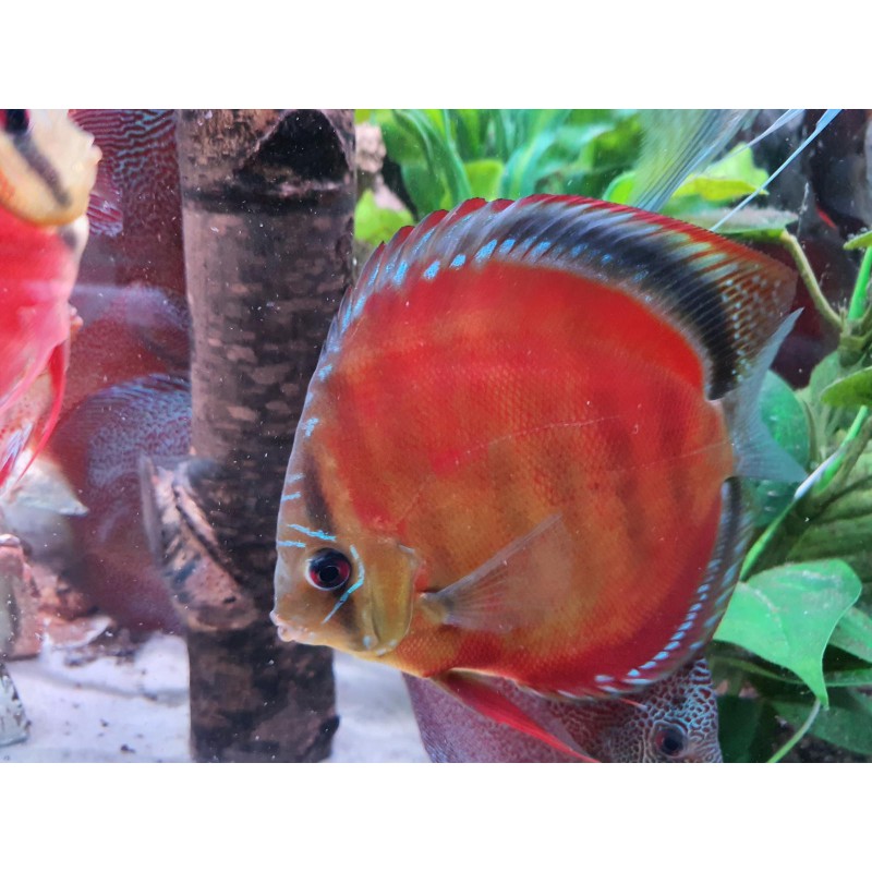 Alenquer Red