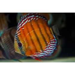 Alenquer Red