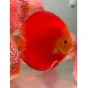 Malboro Red