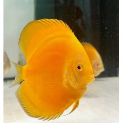 Golden Albino
