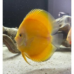 Yellow White Face