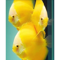 Yellow White Face