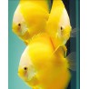 Yellow White Face