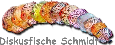 Diskusfische Schmidt